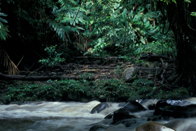 Forests provide valuable ecosystem services. Curt Carnemark/World Bank